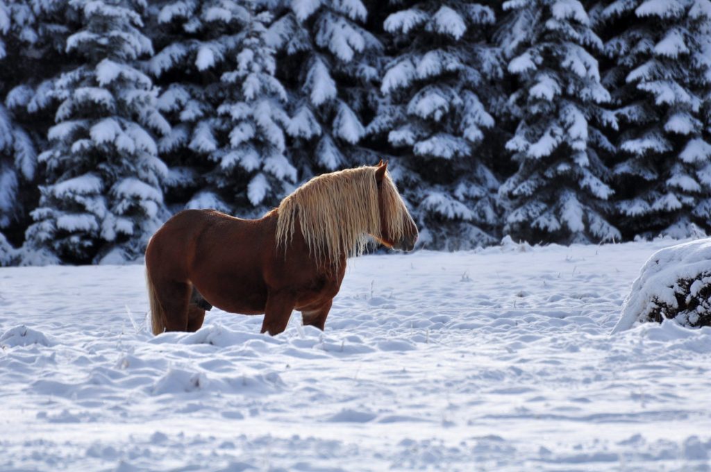 Cheval comtois Cheval de trait comtois Jura Tourisme