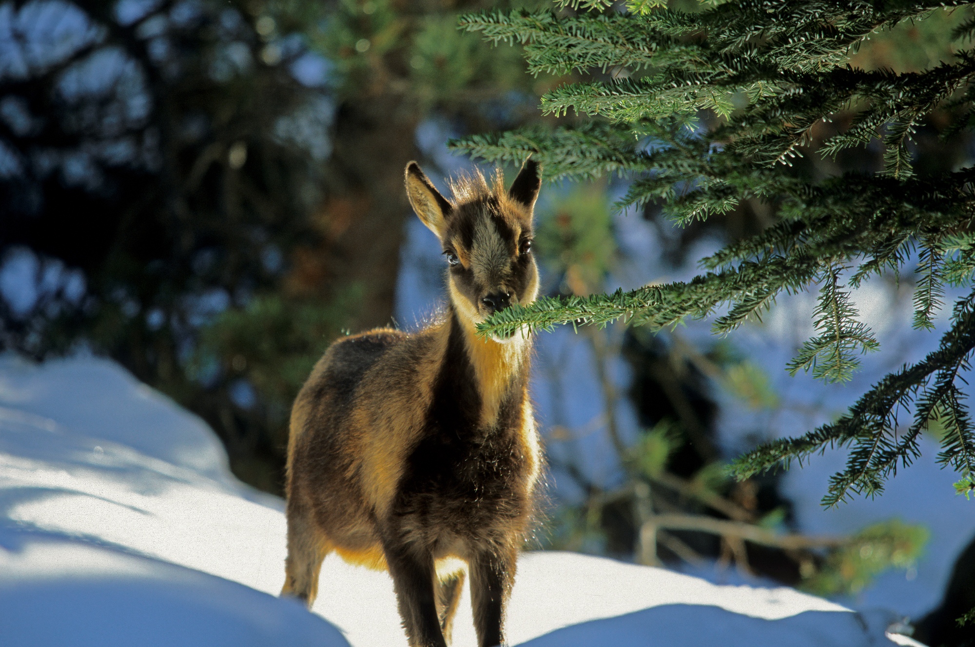 Le Chamois Du Jura Montagnes Du Jura Jura Tourisme