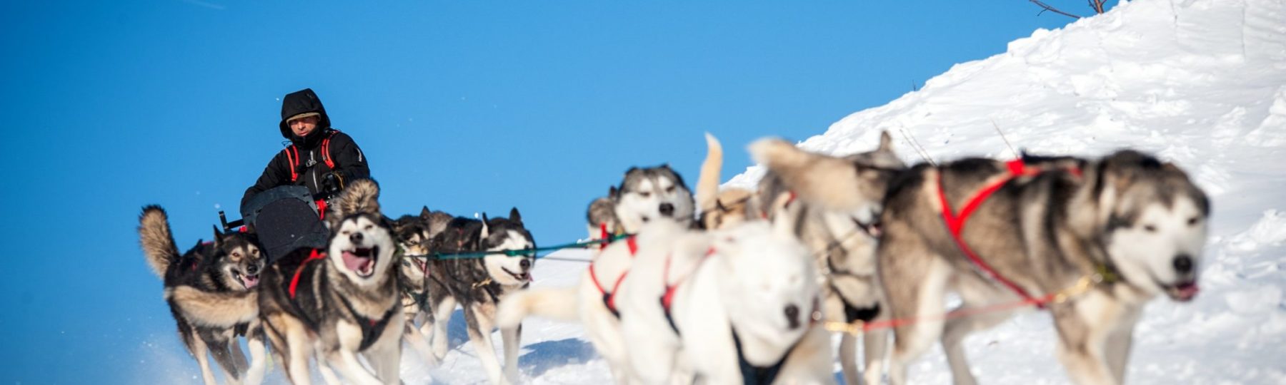 Chiens de traîneau dans le Haut-Jura