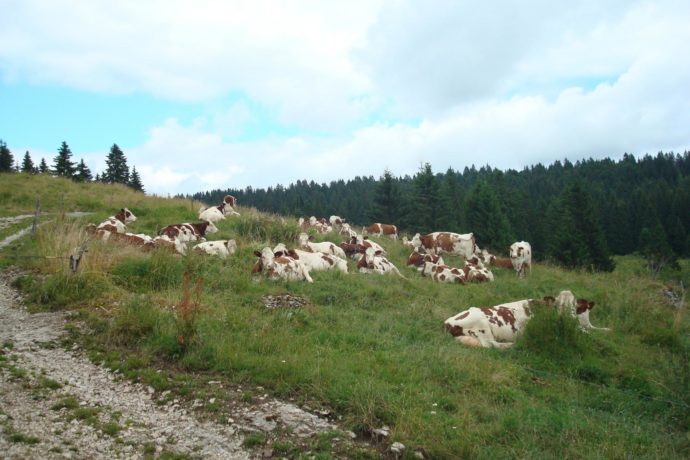 Le Crêt de Chalam