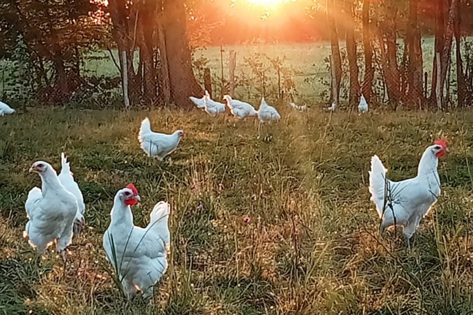 Les poulets de Bresse profitent de grands espaces