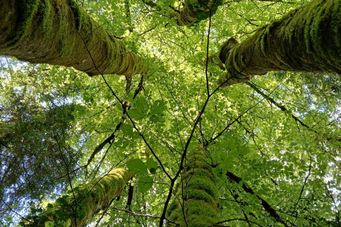 Sous les arbres au printemps