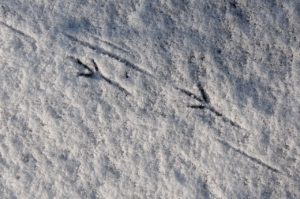 bird-tracks-6955445_1280